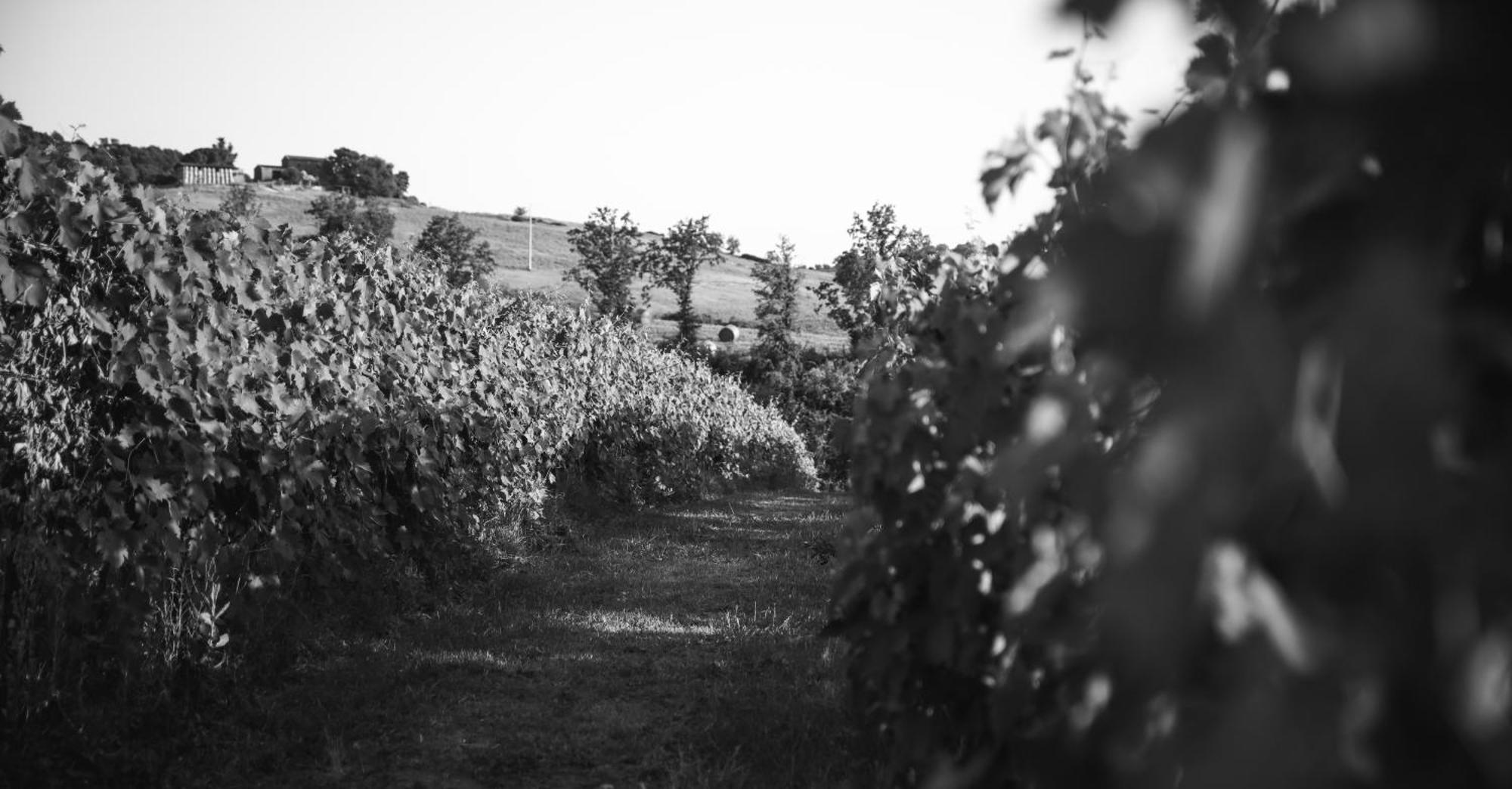 Agriturismo La Vecchia Quercia Montemerano Dış mekan fotoğraf