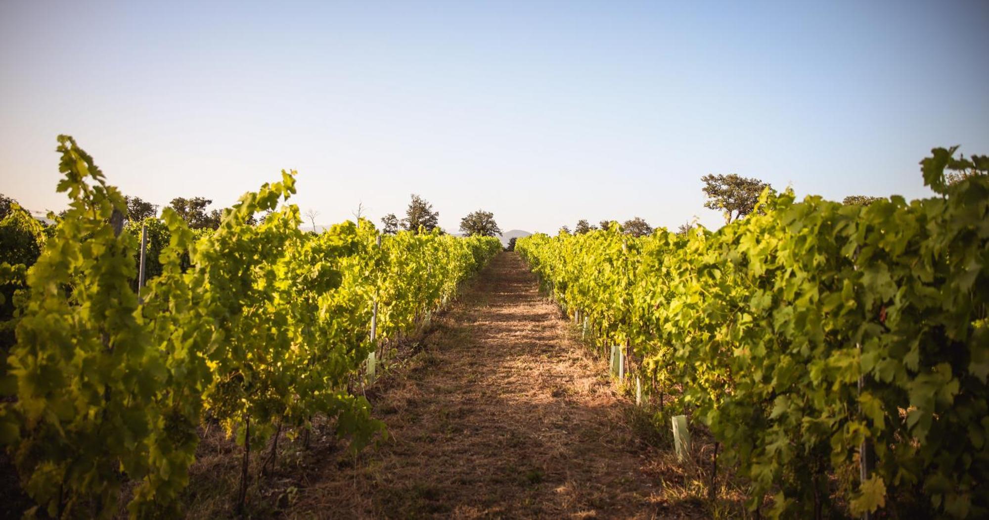 Agriturismo La Vecchia Quercia Montemerano Dış mekan fotoğraf