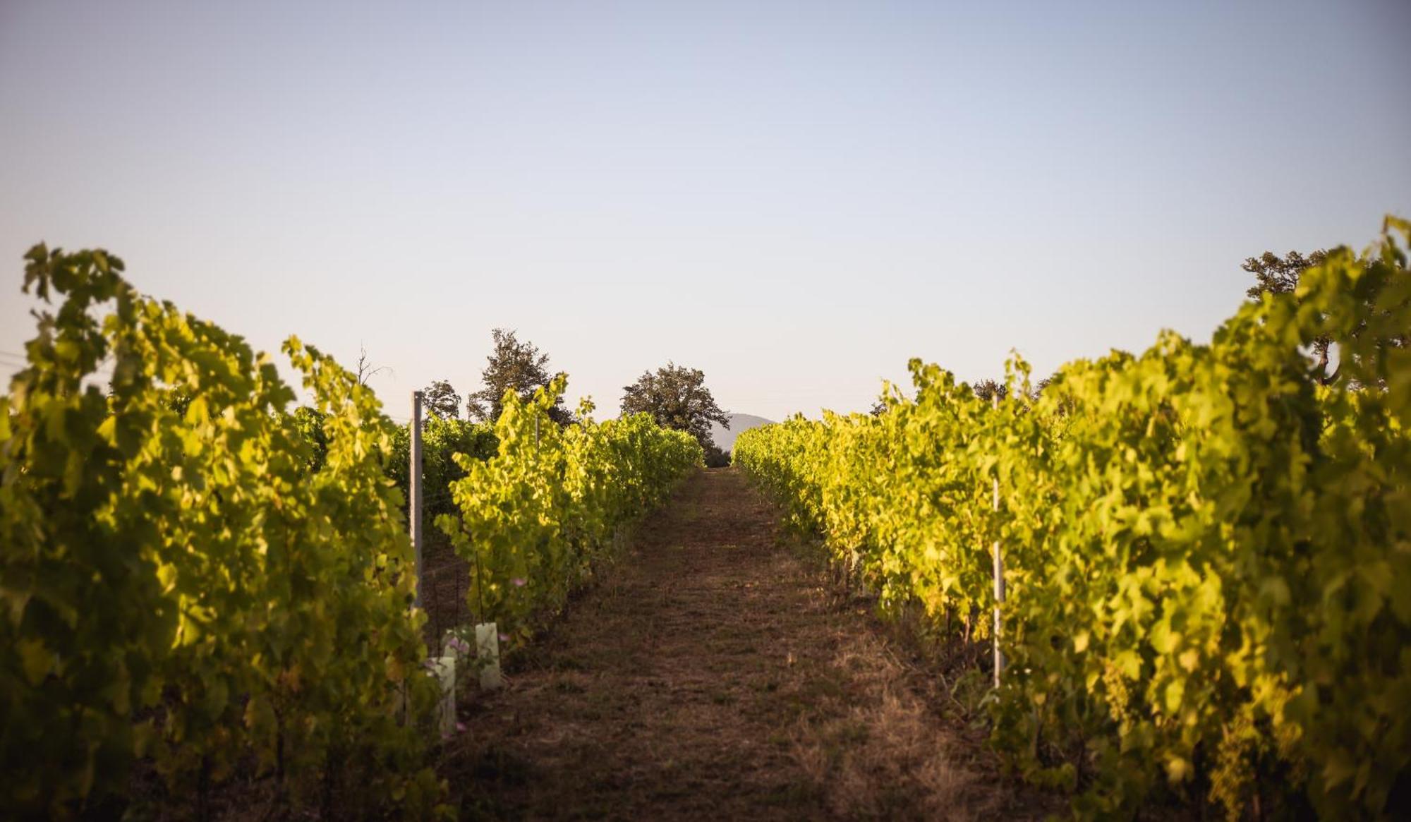 Agriturismo La Vecchia Quercia Montemerano Dış mekan fotoğraf