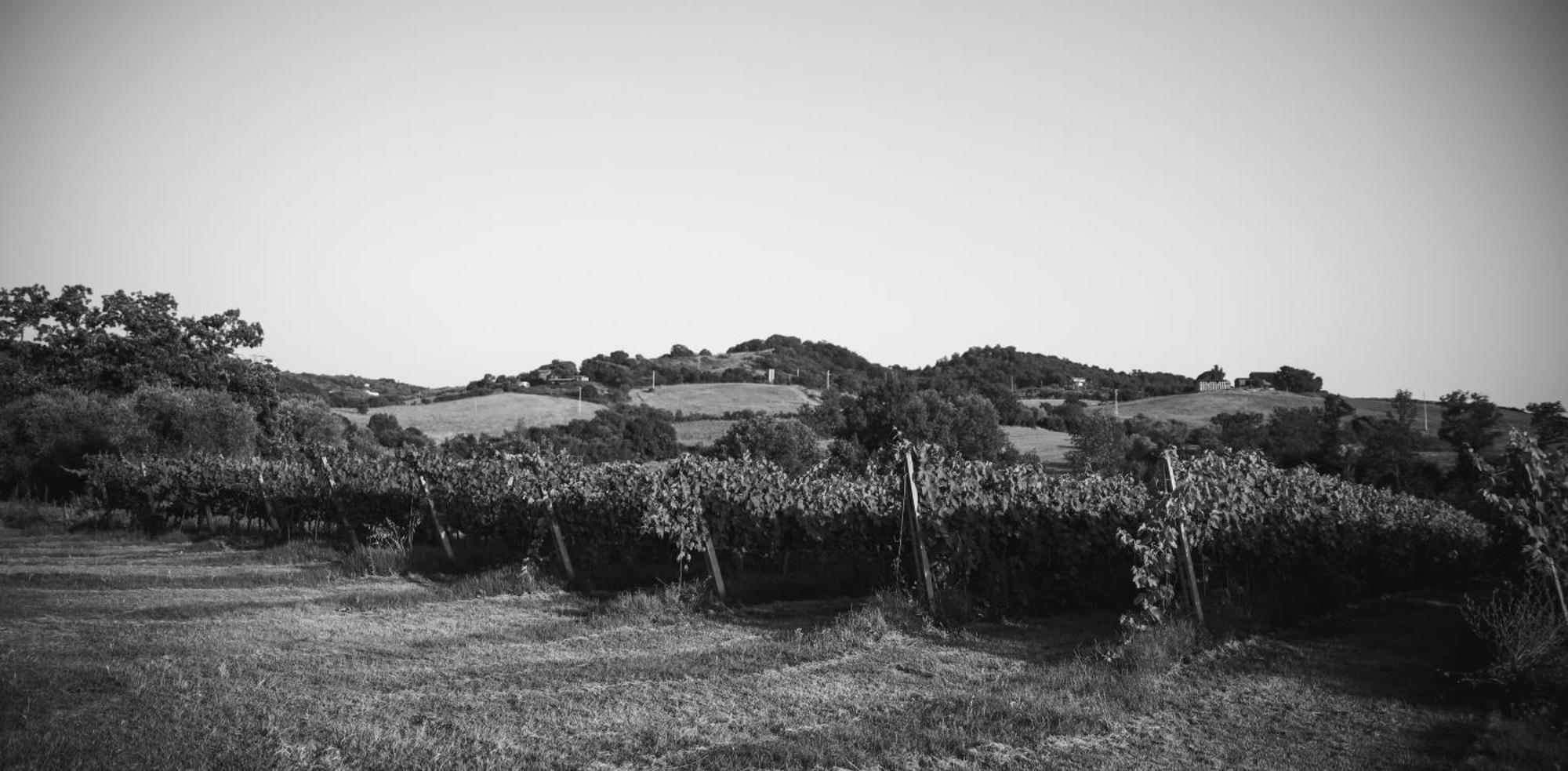 Agriturismo La Vecchia Quercia Montemerano Dış mekan fotoğraf