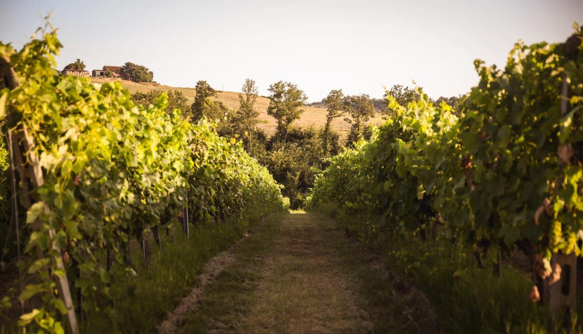 Agriturismo La Vecchia Quercia Montemerano Dış mekan fotoğraf